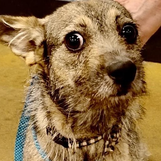 Shiloh - 12 lb Schnauzer/Doxie Mix, adoptable, Young Female Schnauzer & Miniature Dachshund.