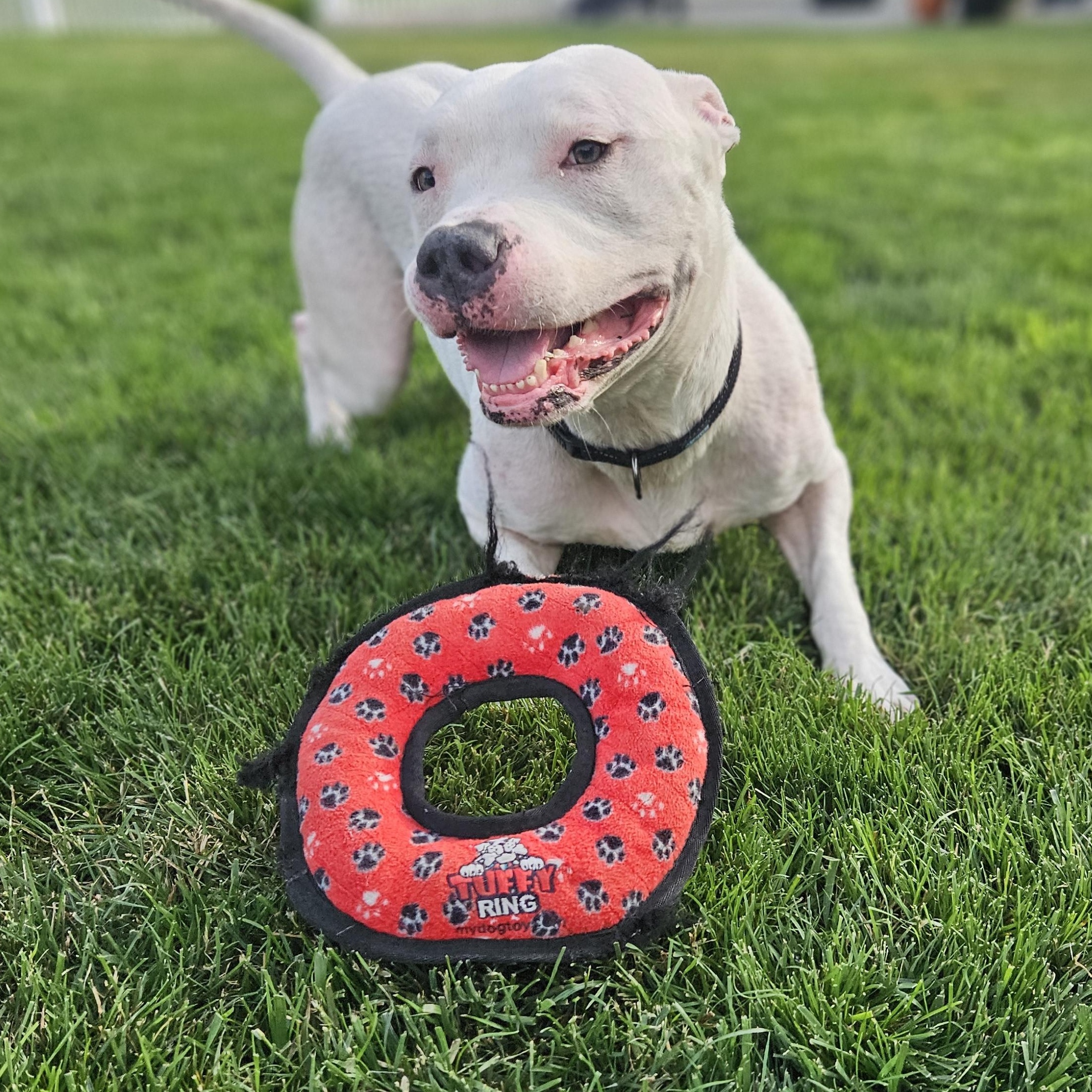 Enlarge Duke VIII, a ADOPTABLE mixed breed in Peotone, IL image 4/6
