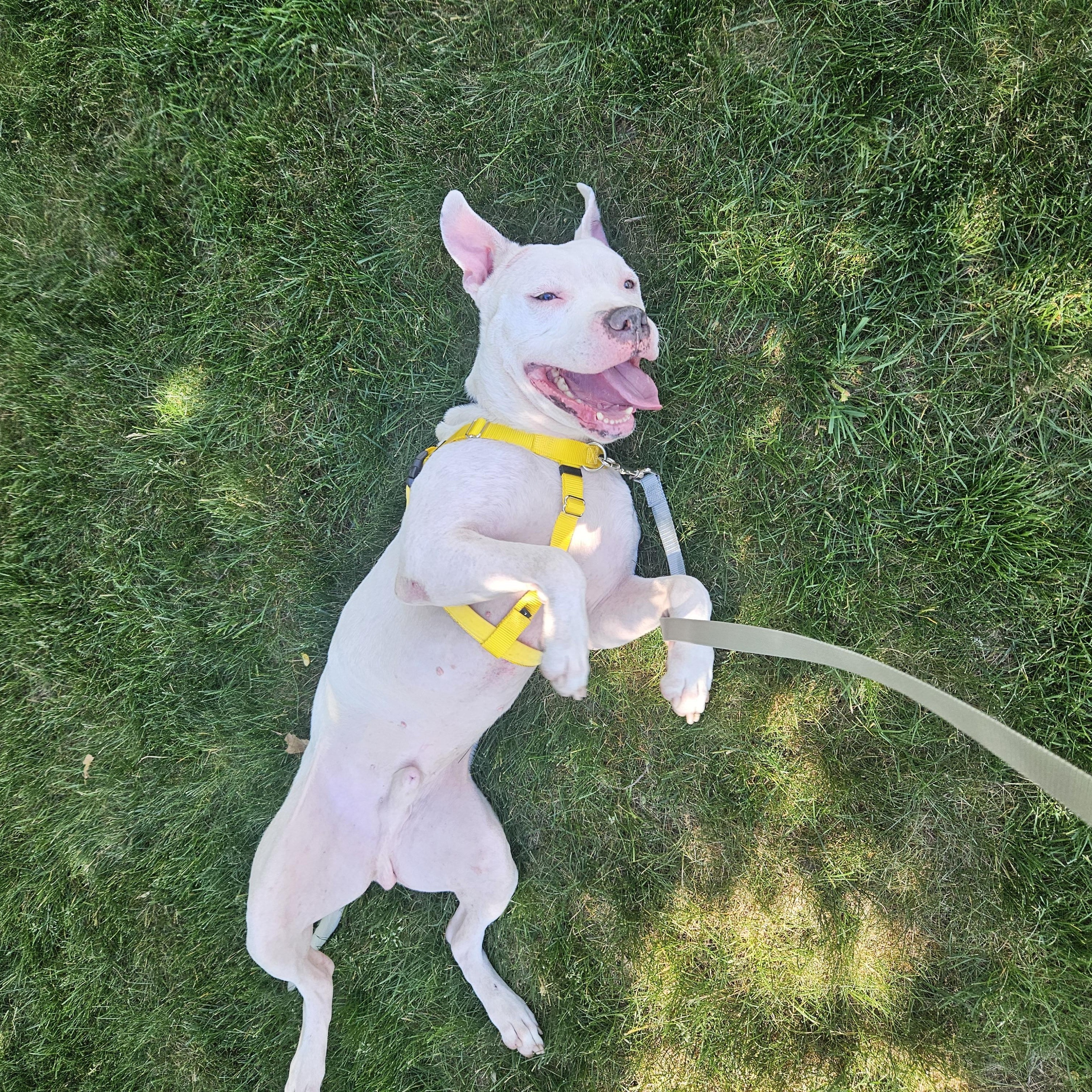 Enlarge Duke VIII, a ADOPTABLE mixed breed in Peotone, IL image 5/6