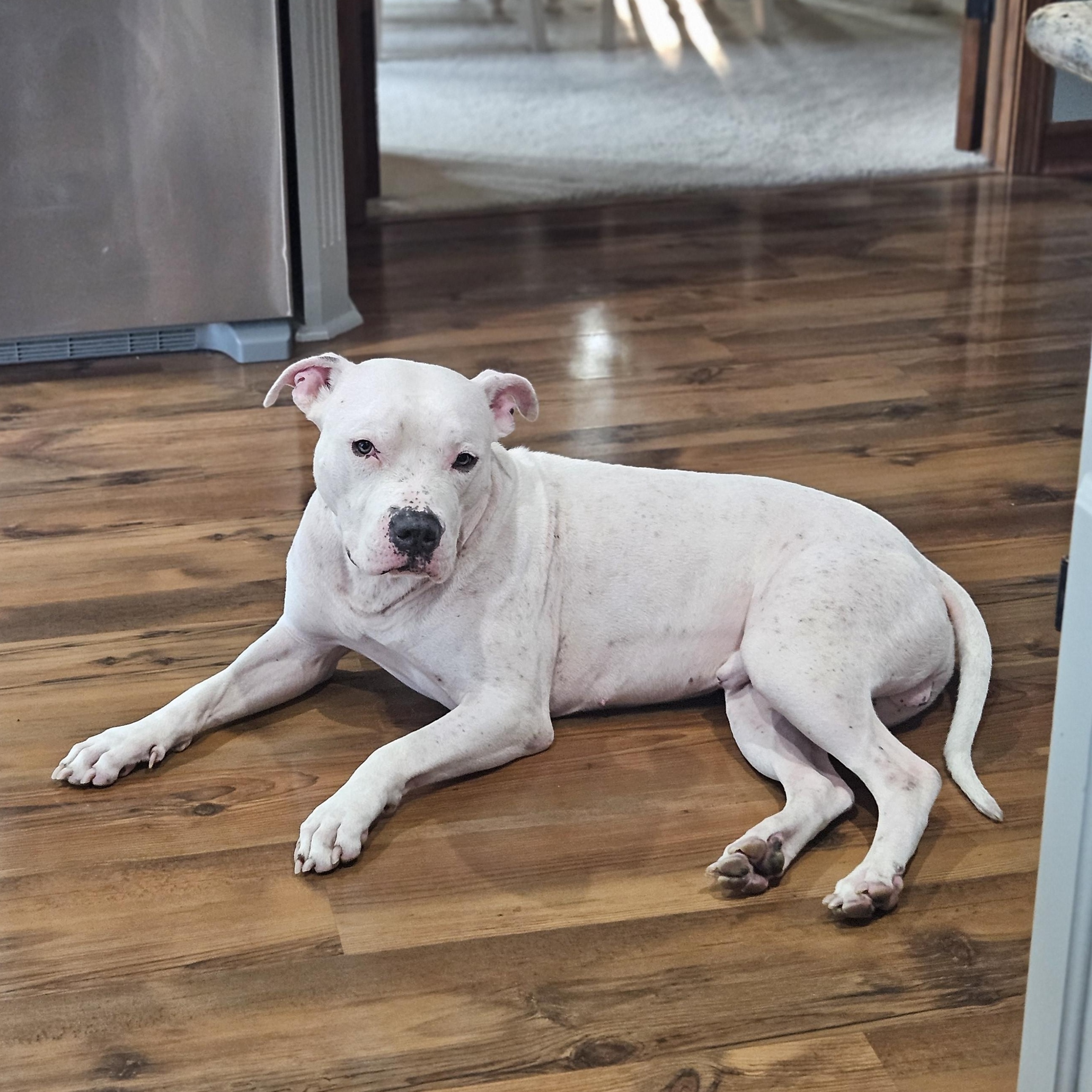 Enlarge Duke VIII, a ADOPTABLE mixed breed in Peotone, IL image 3/6