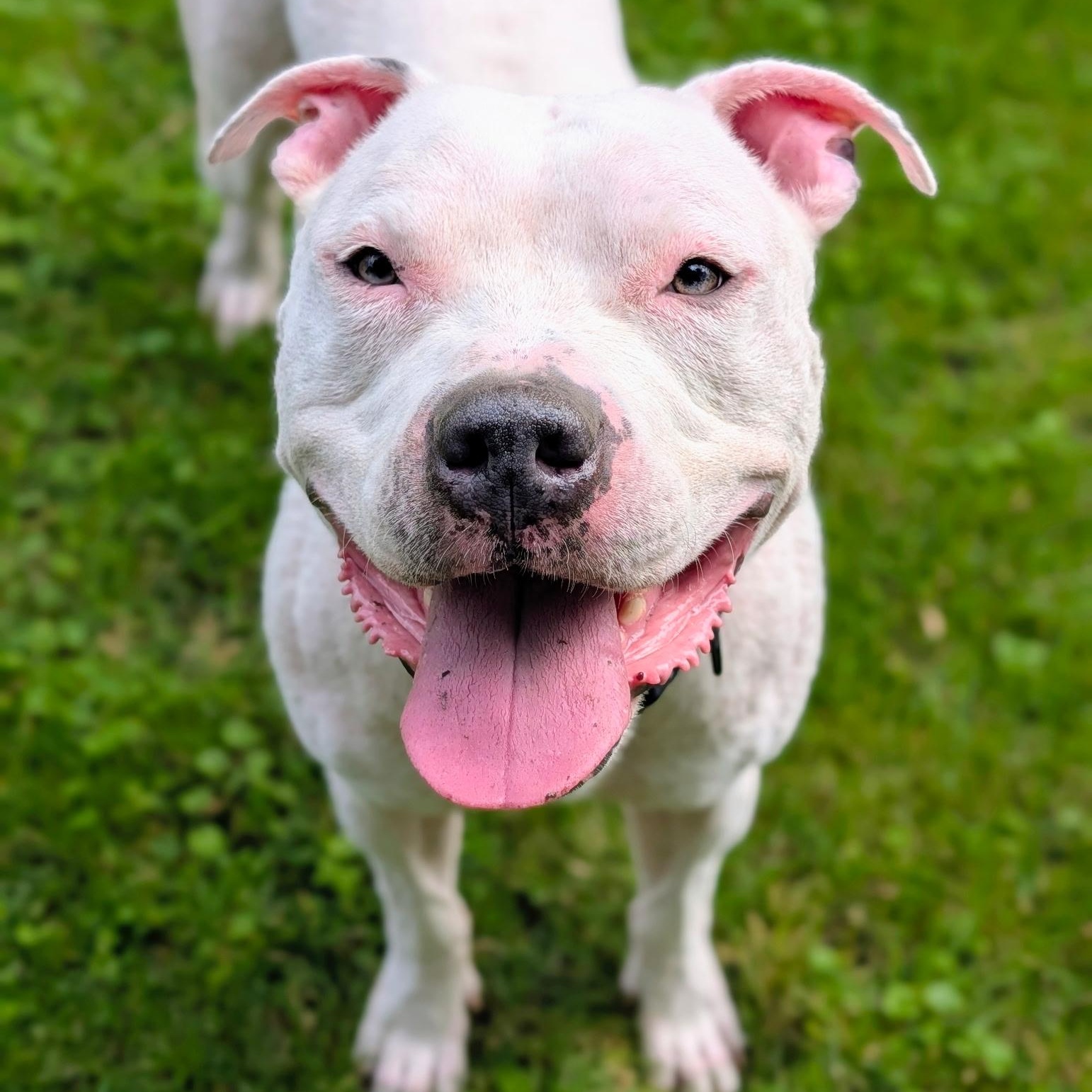 Enlarge Duke VIII, a ADOPTABLE mixed breed in Peotone, IL image 1/6