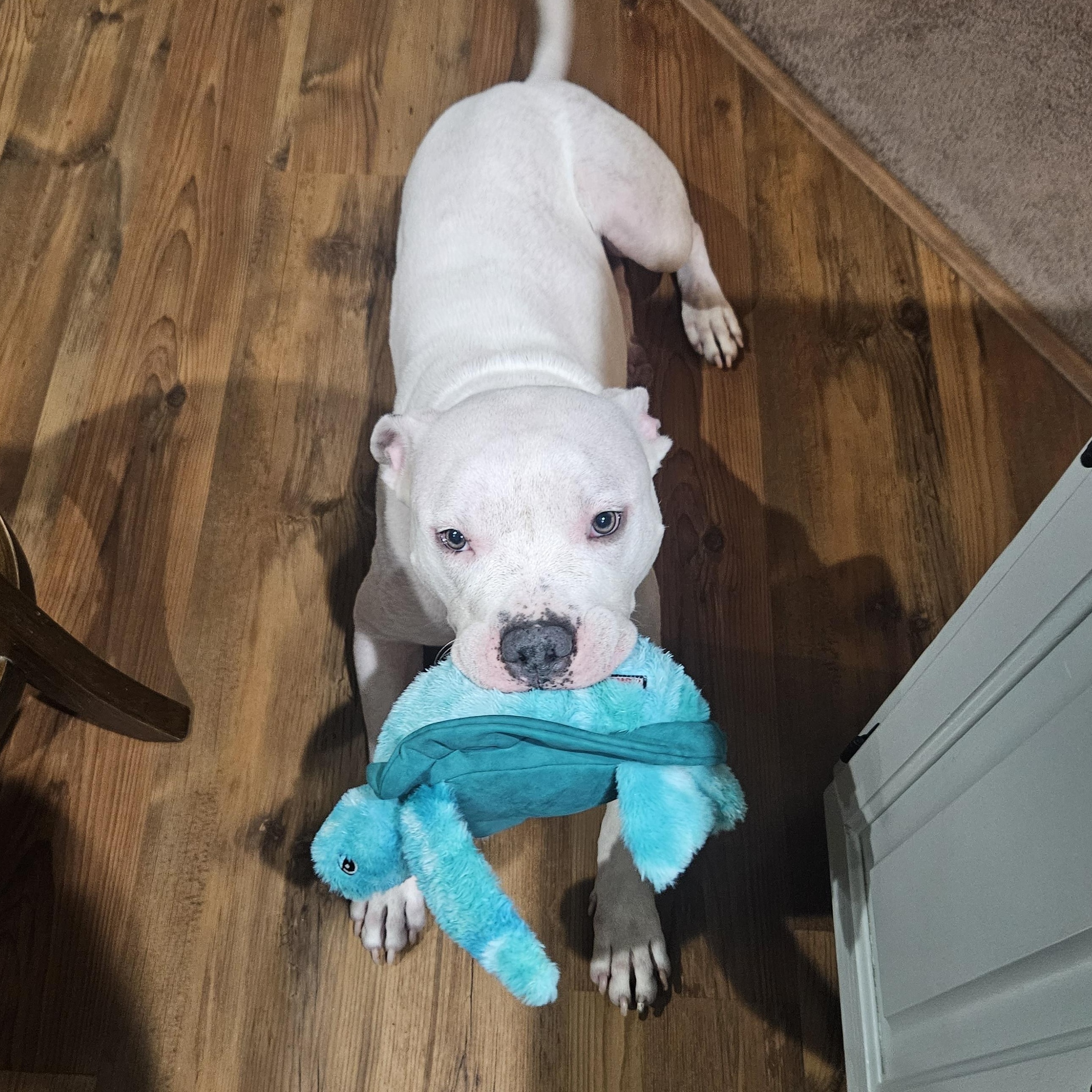 Enlarge Duke VIII, a ADOPTABLE mixed breed in Peotone, IL image 2/6