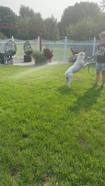 Enlarge Duke VIII, a ADOPTABLE mixed breed in Peotone, IL video 6/6