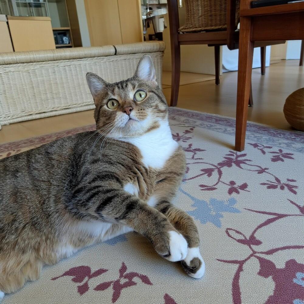 Munchkin thumbnail 2