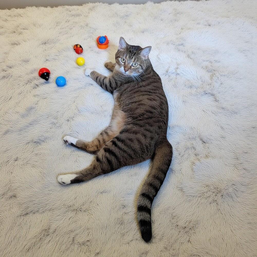 Munchkin thumbnail 5