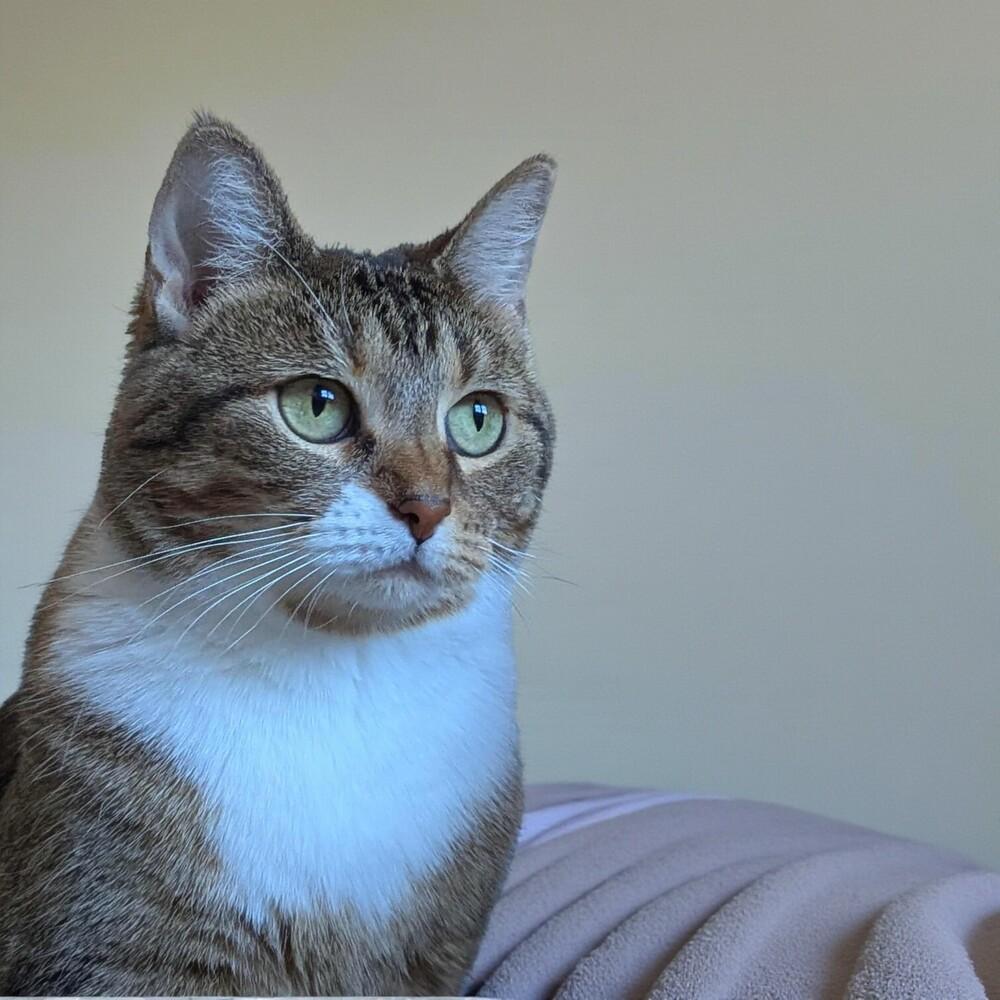 Munchkin thumbnail 6