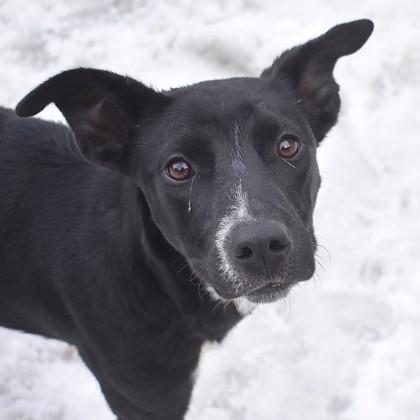 Enlarge Mars, a ADOPTABLE mixed breed in Flagstaff, AZ image 1/2