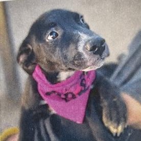 Enlarge Mars, a ADOPTABLE mixed breed in Flagstaff, AZ image 1/1