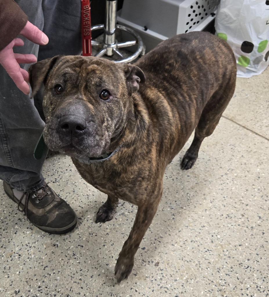 Enlarge Ivy, a Adoptable mixed breed in Saint Clairsville, OH image 1/2
