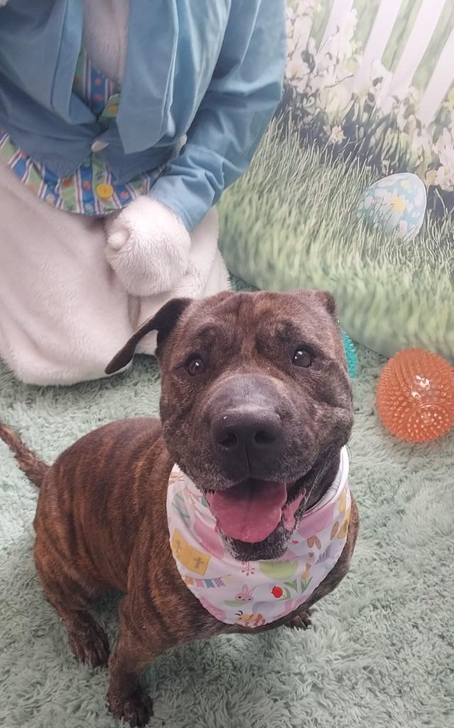 Enlarge Ivy, a Adoptable mixed breed in Saint Clairsville, OH image 2/2