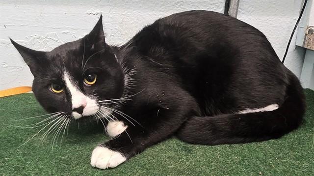 Enlarge OREO, a Adoptable Domestic Short Hair in Lancaster, CA image 1/1