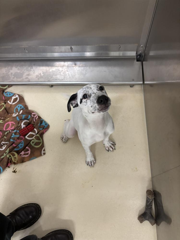 Scooter, Adoptable, Young Male Australian Cattle Dog / Blue Heeler.