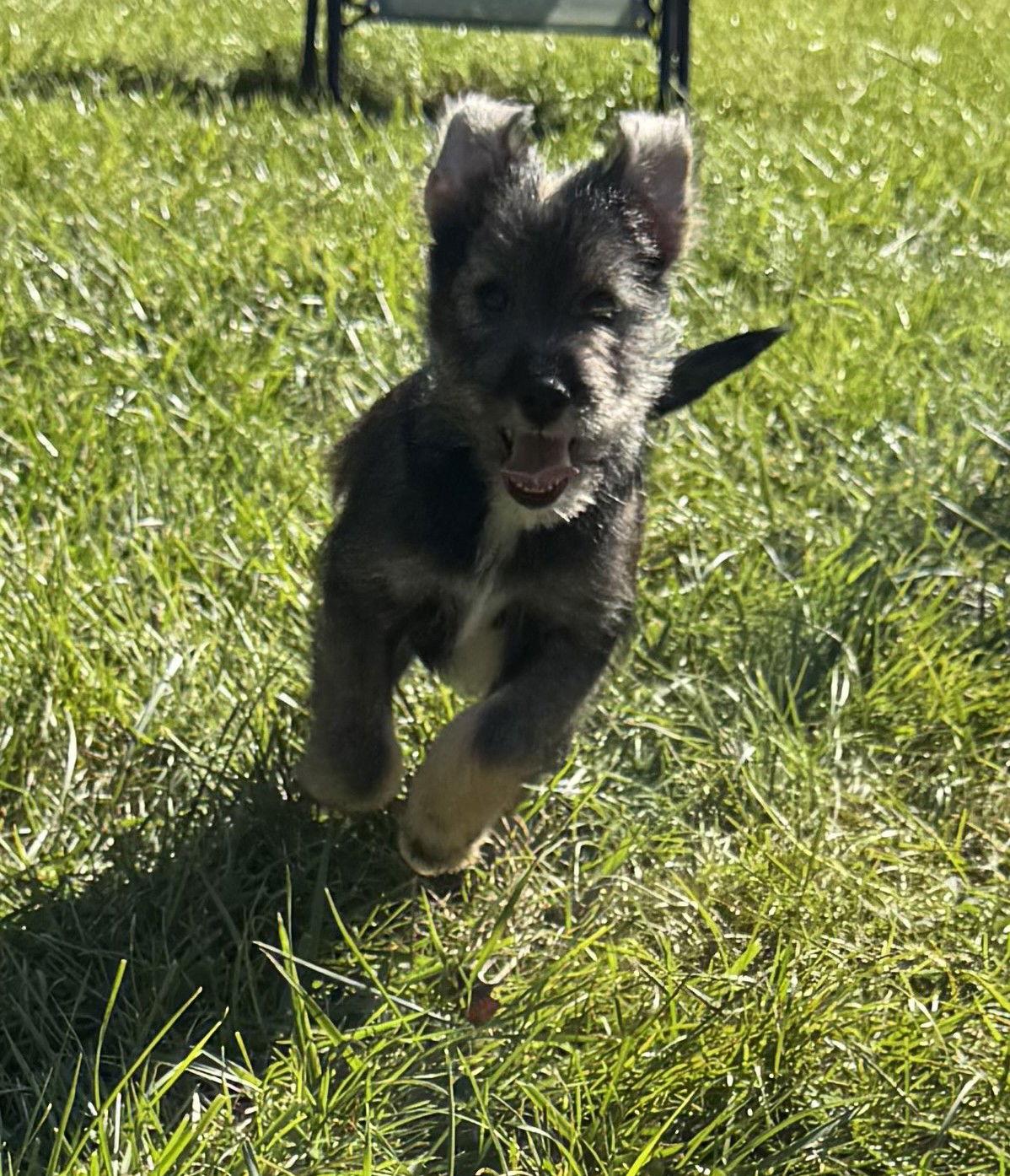 DAISY (OPSRC3611) in NORTH CAROLINA, Adoptable, Puppy Female Schnauzer & Pomeranian.