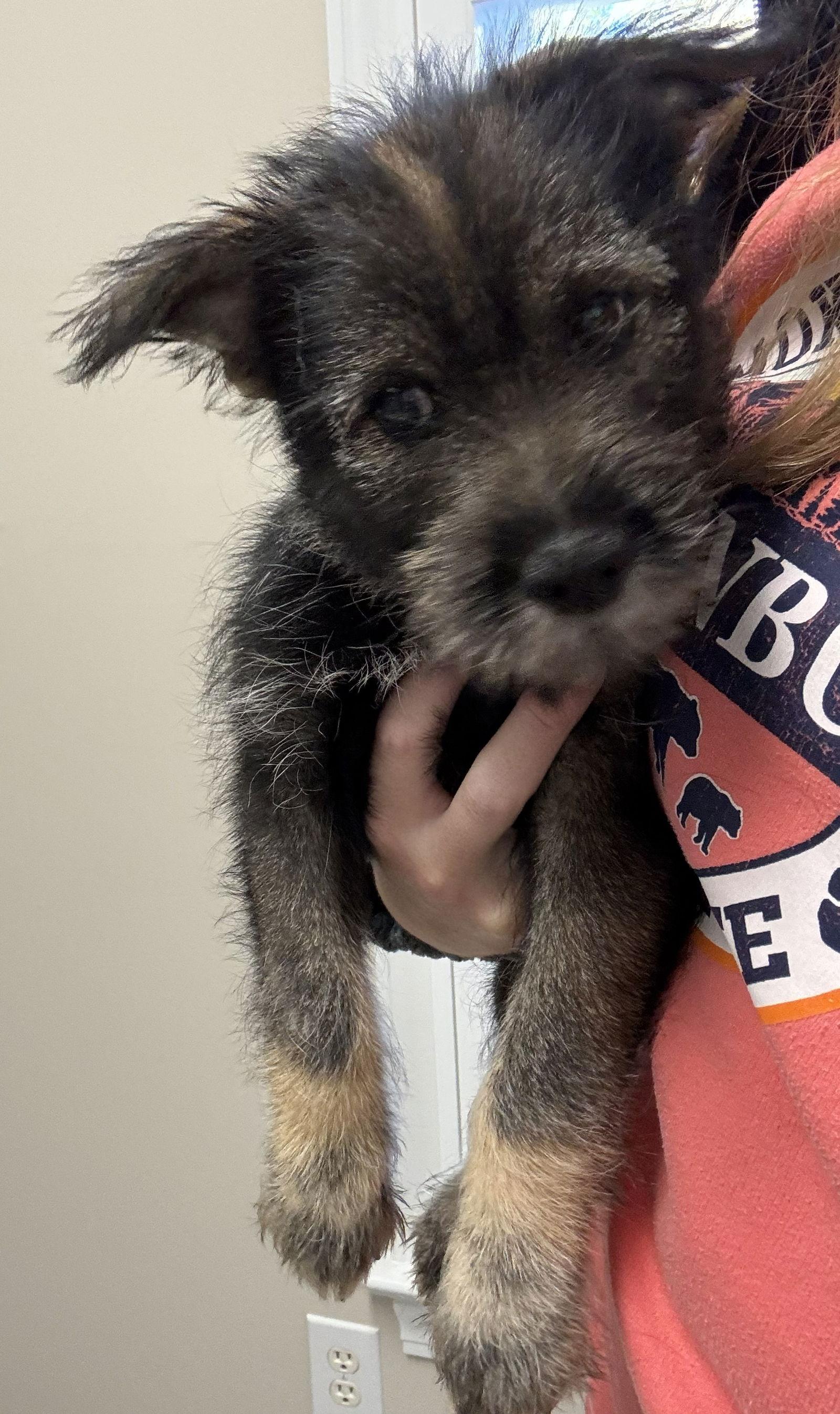 Enlarge DAISY (OPSRC3611) in NORTH CAROLINA, a Adoptable mixed breed in Lenoir, NC image 2/3