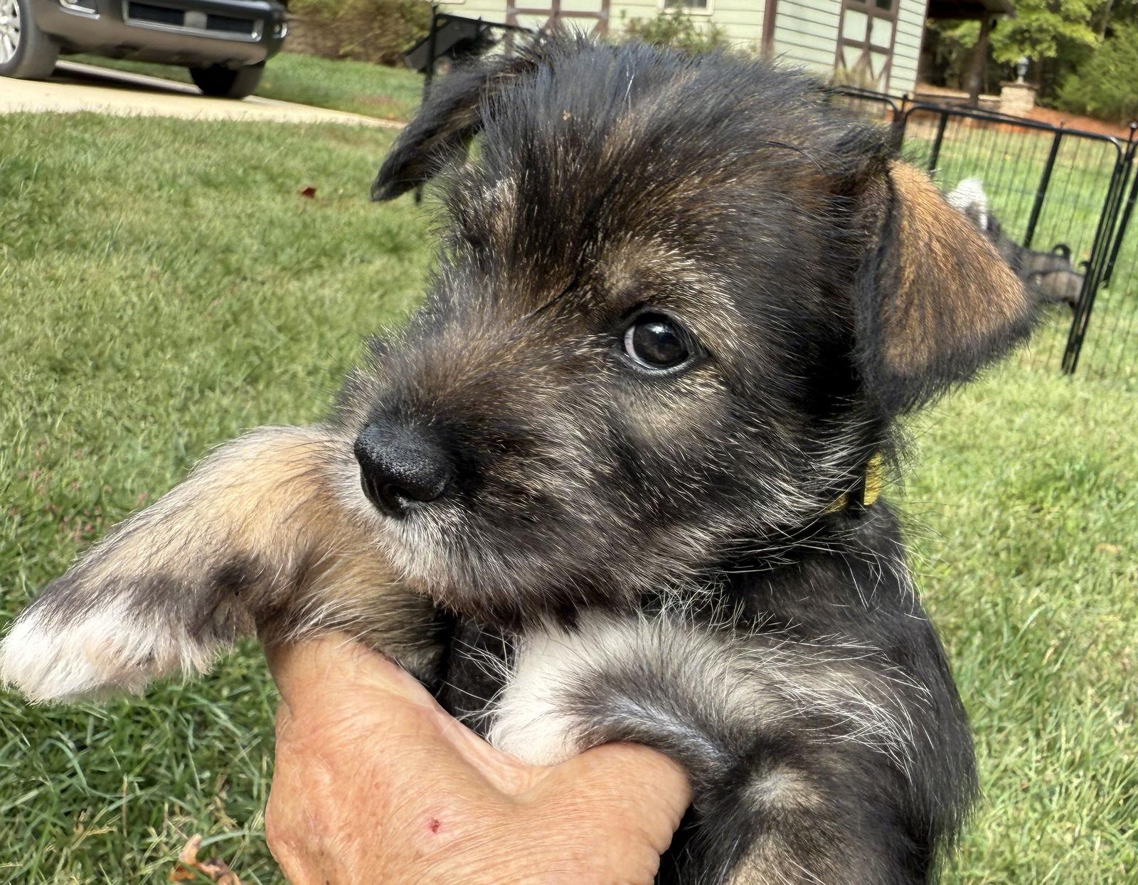 Enlarge DAISY (OPSRC3611) in NORTH CAROLINA, a Adoptable mixed breed in Lenoir, NC image 3/3