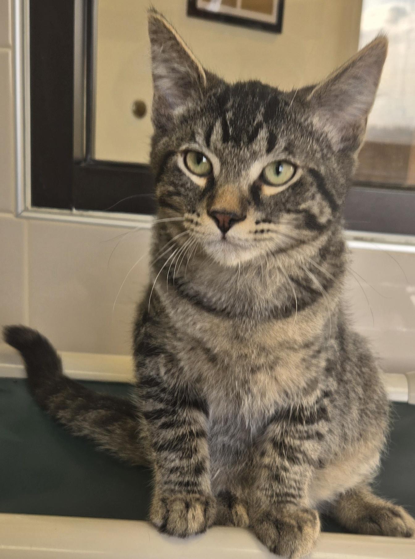 Gabe, ADOPTABLE, Young Male Domestic Short Hair.