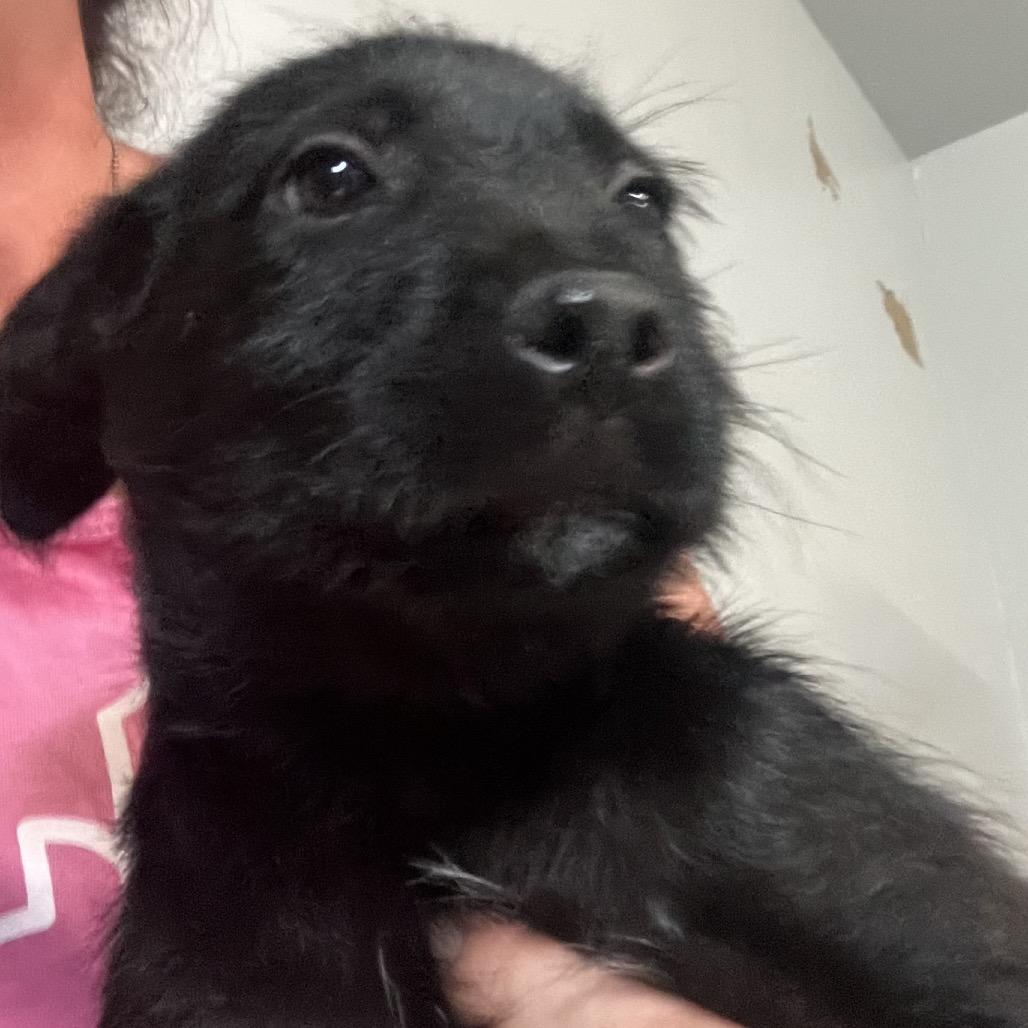 Strudel, Adoptable, Young Female Cairn Terrier & Mixed Breed.