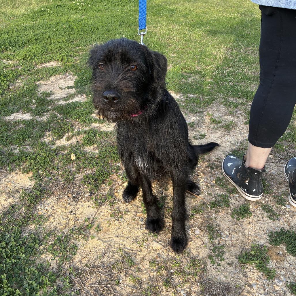Enlarge Strudel, a Adoptable mixed breed in Hattiesburg, MS image 2/6