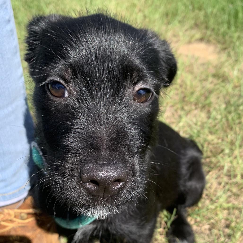 Enlarge Strudel, a Adoptable mixed breed in Hattiesburg, MS image 6/6