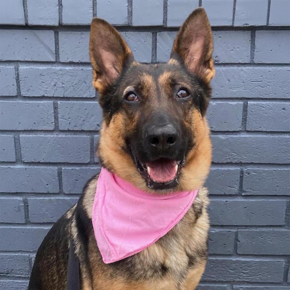 Enlarge Georgia, a Adoptable German Shepherd Dog in Burbank, CA image 1/2