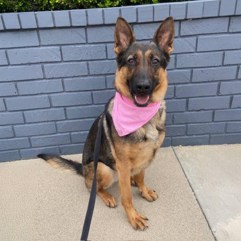 Enlarge Georgia, a Adoptable German Shepherd Dog in Burbank, CA image 2/2