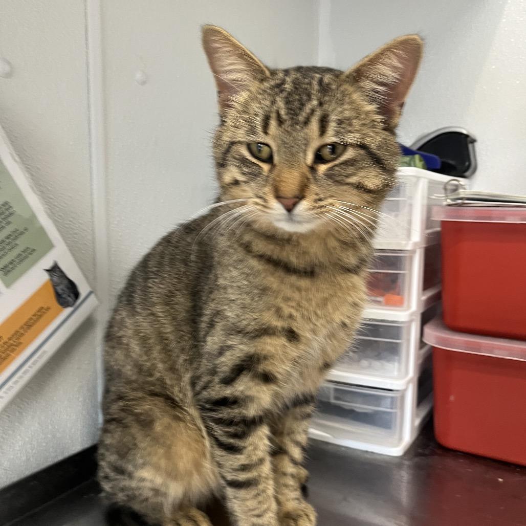 Finch, Adoptable, Adult Male Domestic Short Hair.