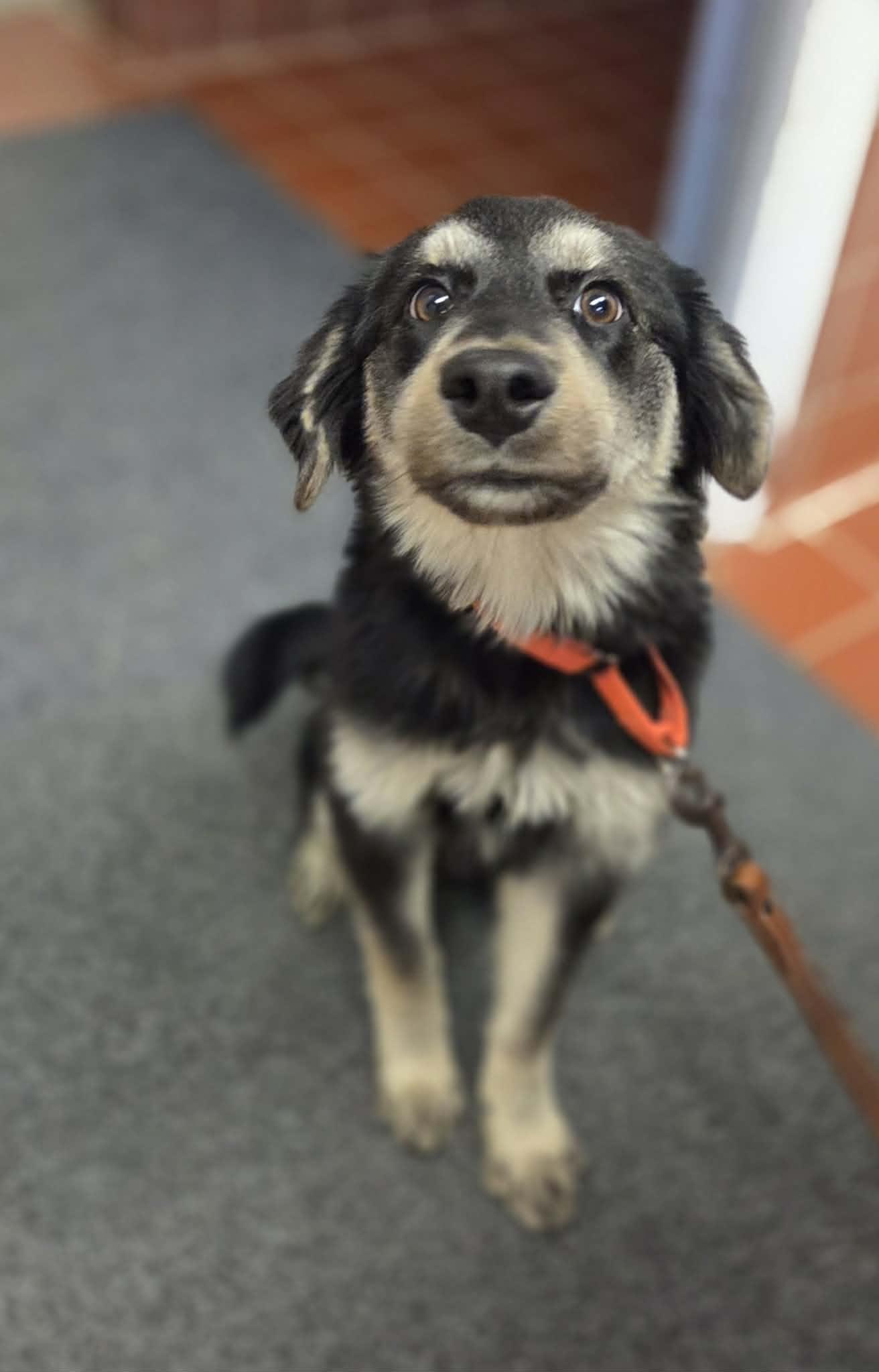 Enlarge Jordan , a ADOPTABLE mixed breed in Chardon, OH image 1/4