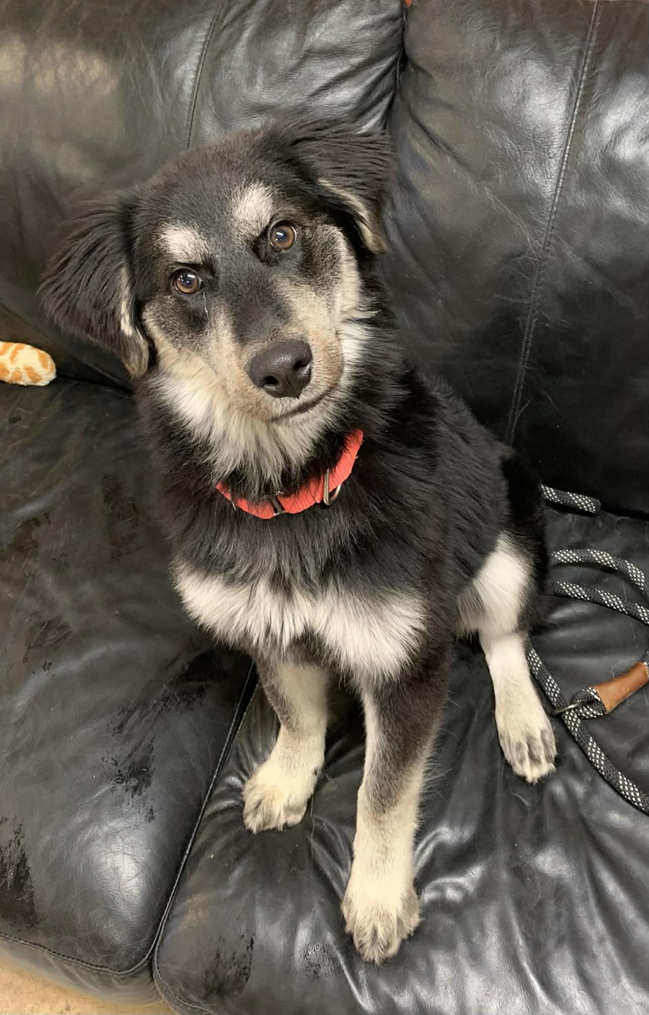 Enlarge Jordan , a ADOPTABLE mixed breed in Chardon, OH image 2/4