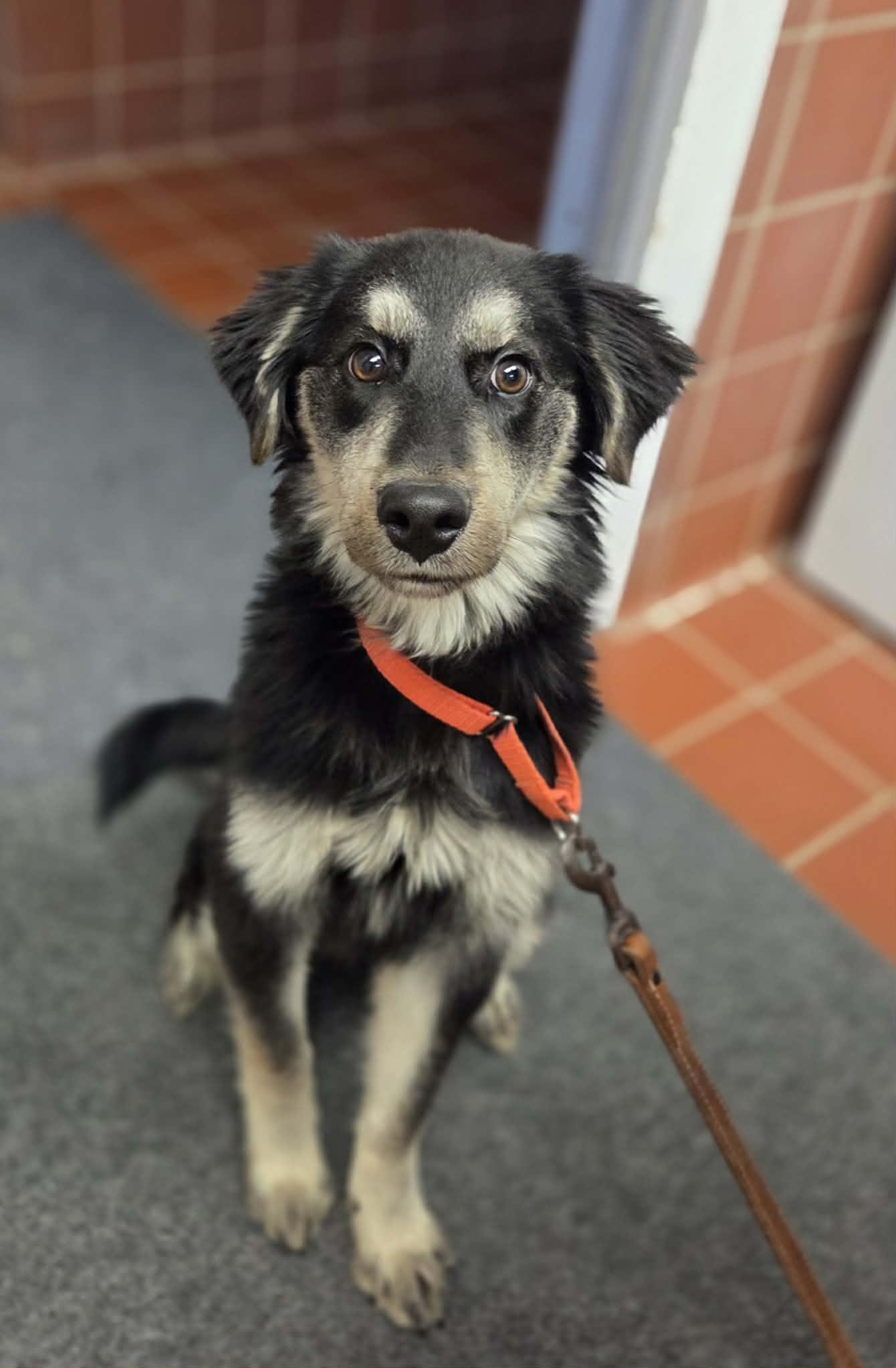 Enlarge Jordan , a ADOPTABLE mixed breed in Chardon, OH image 3/4