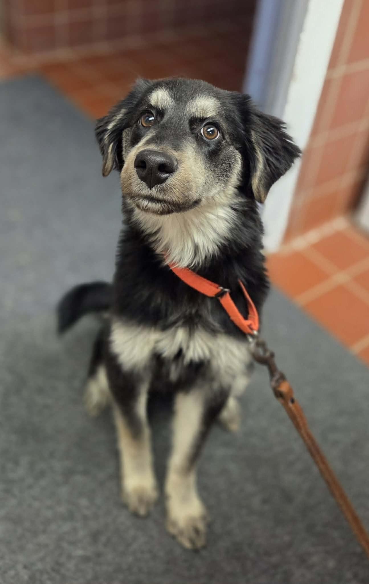 Enlarge Jordan , a ADOPTABLE mixed breed in Chardon, OH image 4/4