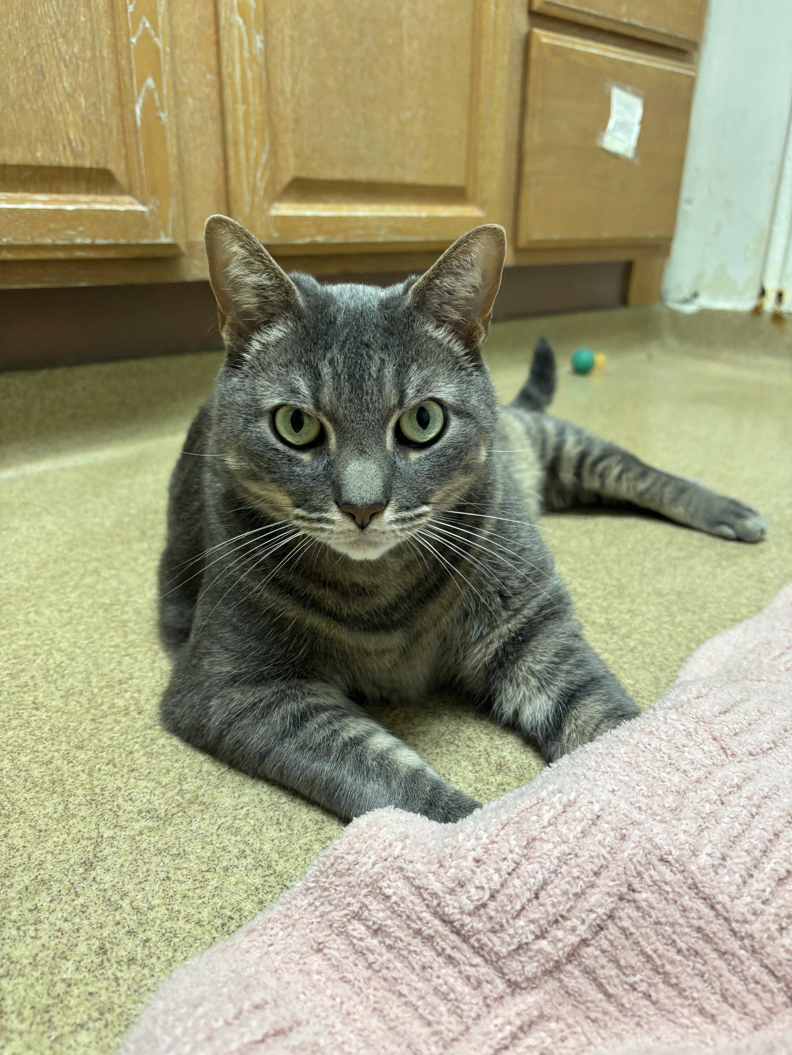 JJ, Adoptable, Adult Male Domestic Short Hair.
