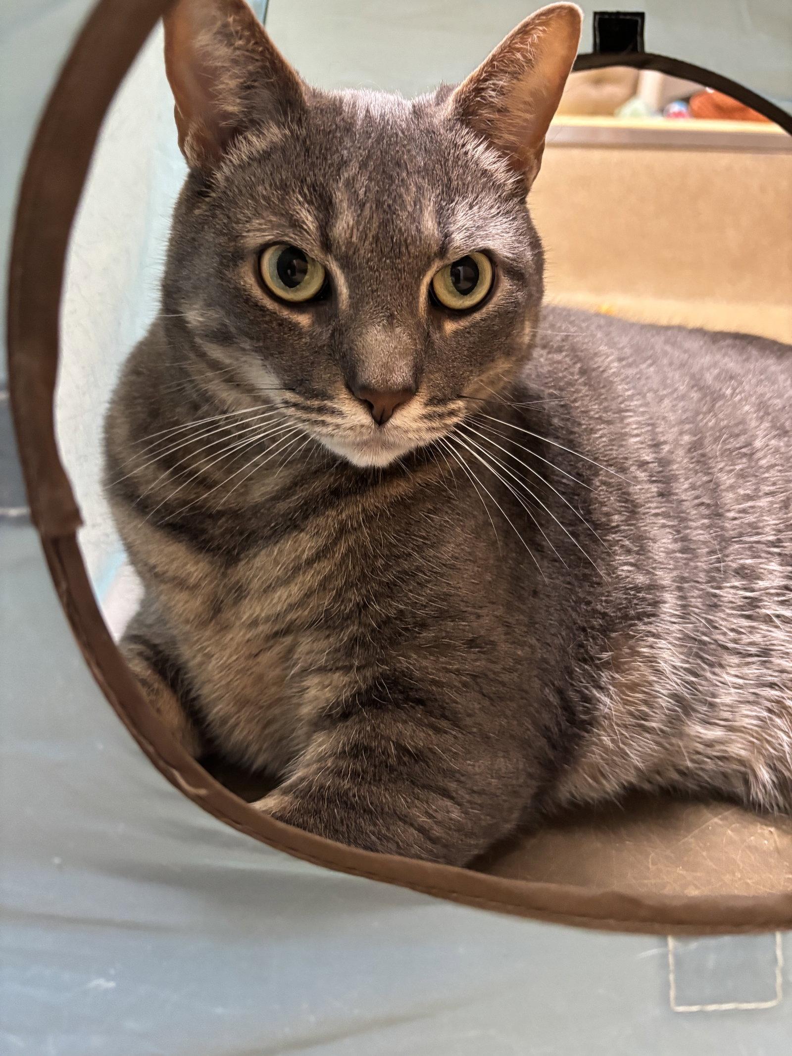 Enlarge JJ, a Adoptable Domestic Short Hair in Brick, NJ image 2/3