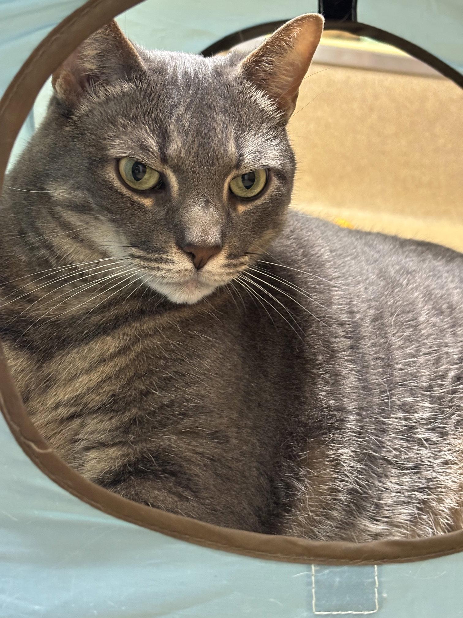Enlarge JJ, a Adoptable Domestic Short Hair in Brick, NJ image 3/3
