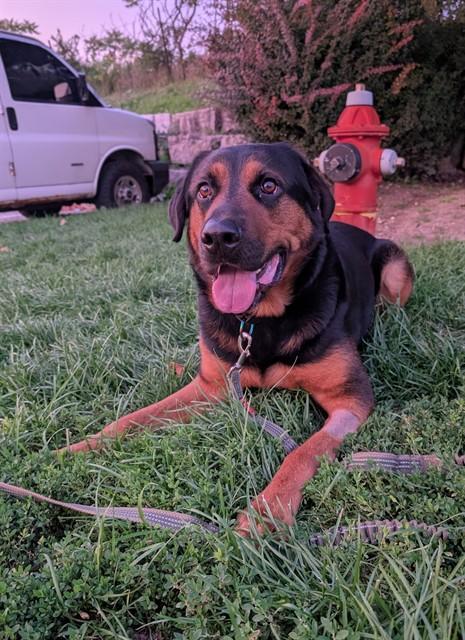 Enlarge JOJO, a Adoptable mixed breed in Vaughan, ON image 1/1