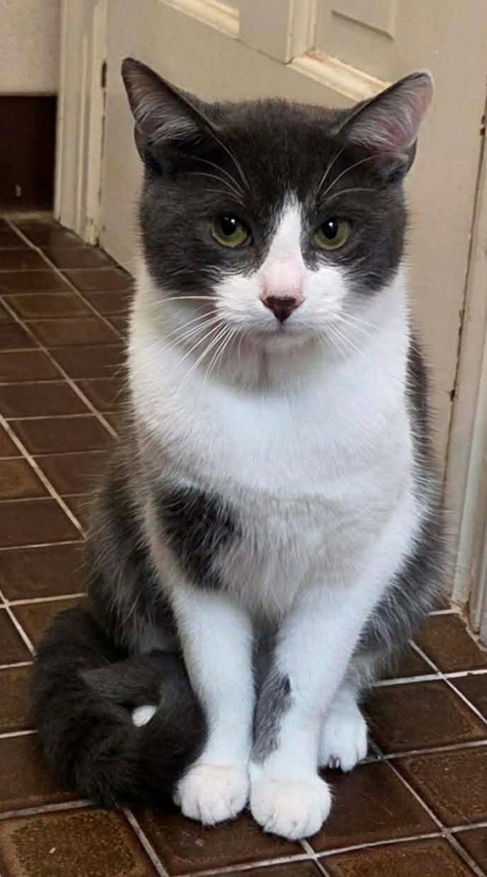 Kitty #113, a ADOPTABLE Domestic Short Hair in Johnston, RI image 3/4