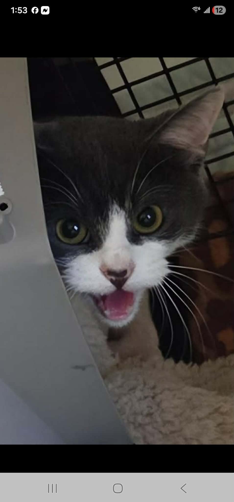 Kitty #113, a ADOPTABLE Domestic Short Hair in Johnston, RI image 2/4
