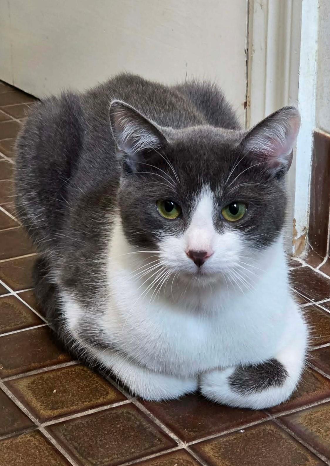 Kitty #113, ADOPTABLE, Young Female Domestic Short Hair.