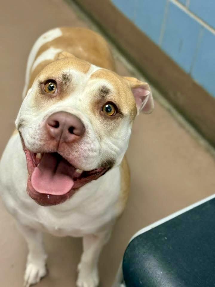 Cocktails, ADOPTABLE, Adult Female Pit Bull Terrier.