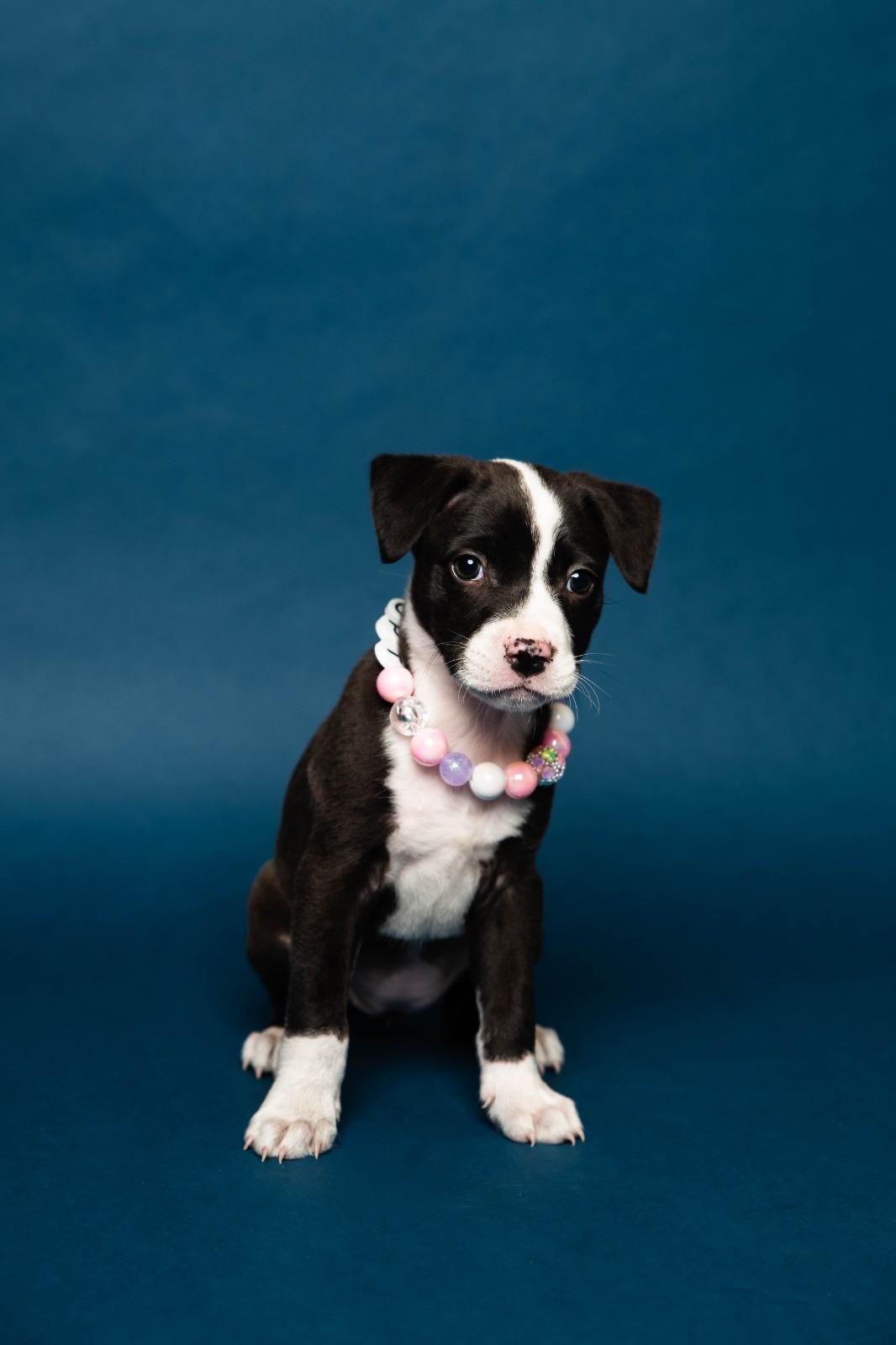 Kehlani, a Adoptable Mixed Breed in Sunrise, FL image 3/3