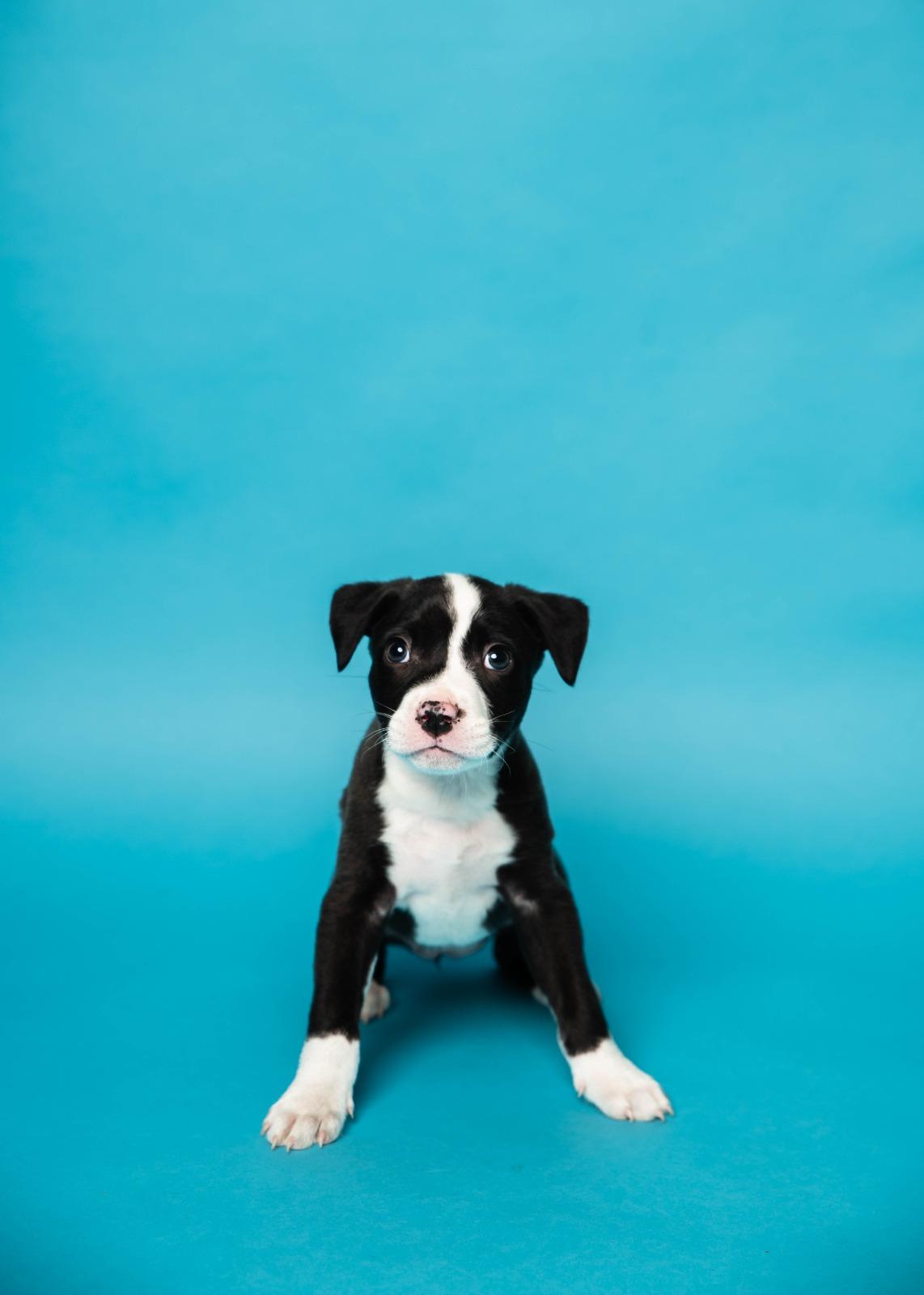 Kehlani, Adoptable, Puppy Male Mixed Breed.