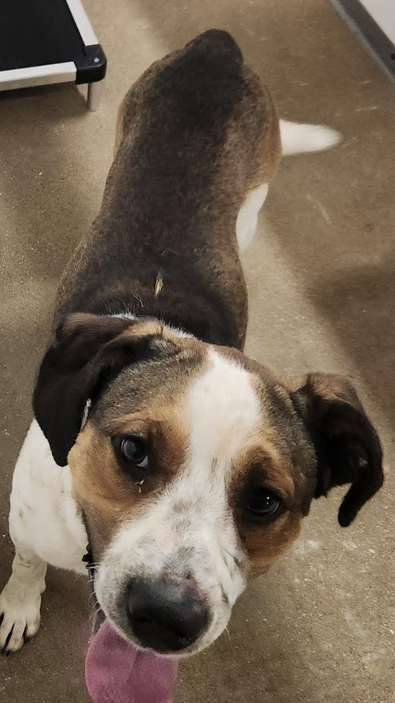 Gator, Adoptable, Adult Male German Shepherd Dog & Mixed Breed.