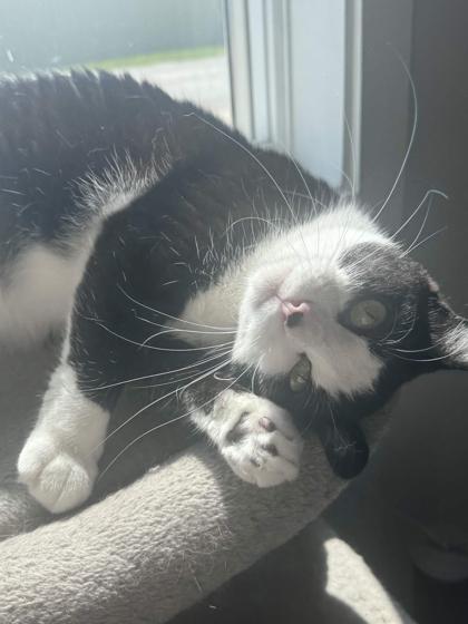 Midnight, Adoptable, Adult Female Domestic Short Hair & Domestic Short Hair.