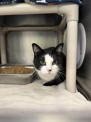 Enlarge Midnight, a Adoptable mixed breed in Mount Pleasant, IA image 1/1