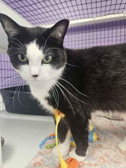 Enlarge Midnight, a Adoptable mixed breed in Mount Pleasant, IA image 2/2