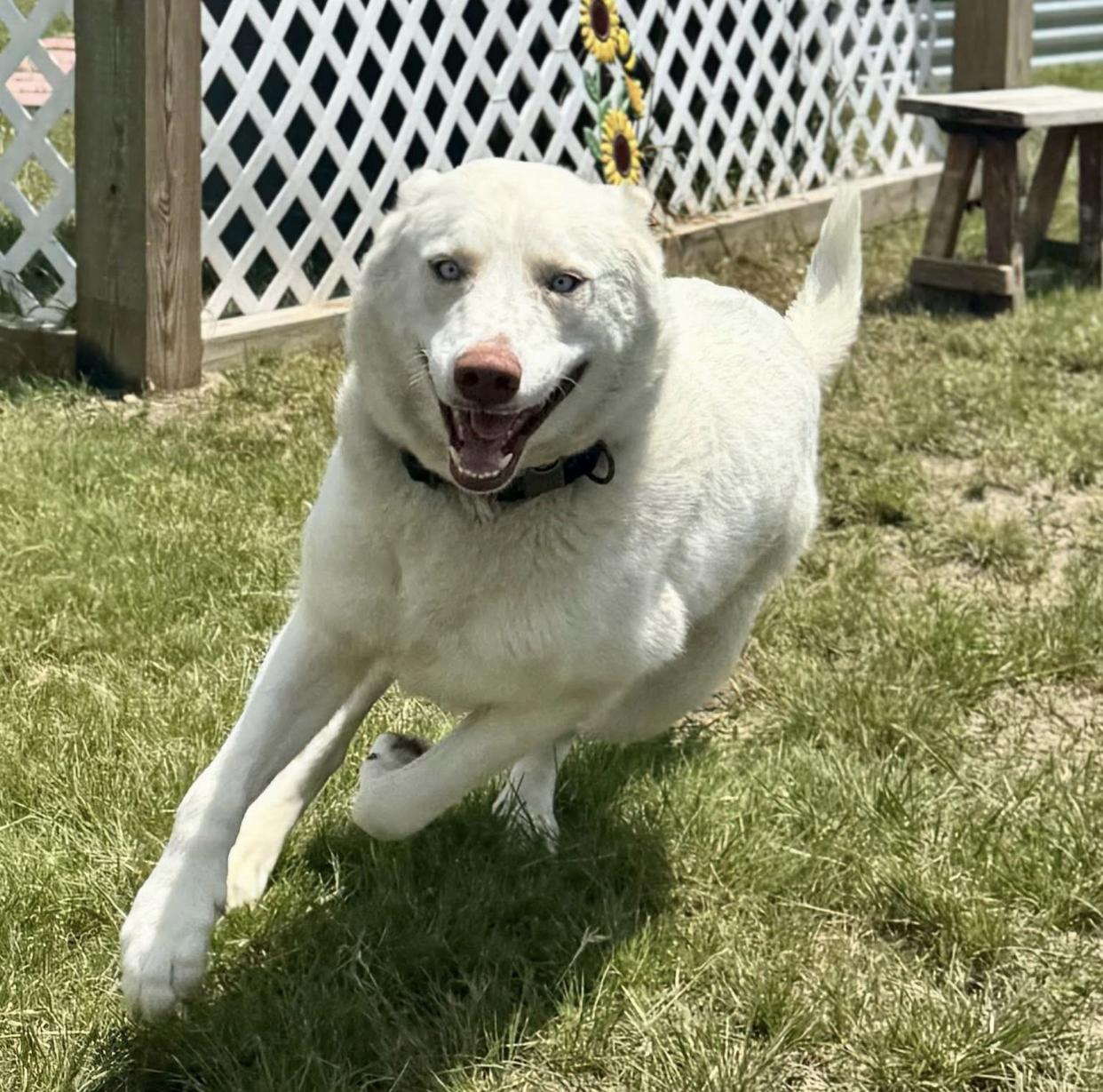 Ruthie, a ADOPTABLE mixed breed in Bethel, VT image 5/6