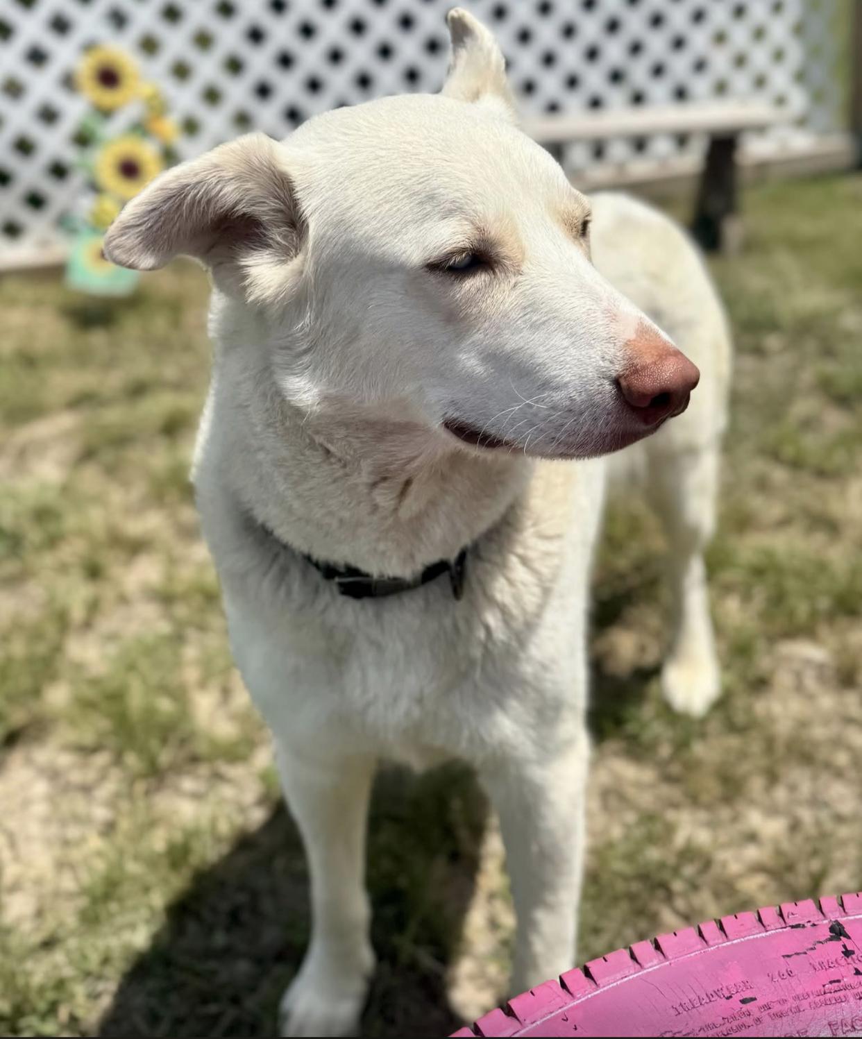 Ruthie, a ADOPTABLE mixed breed in Bethel, VT image 4/6