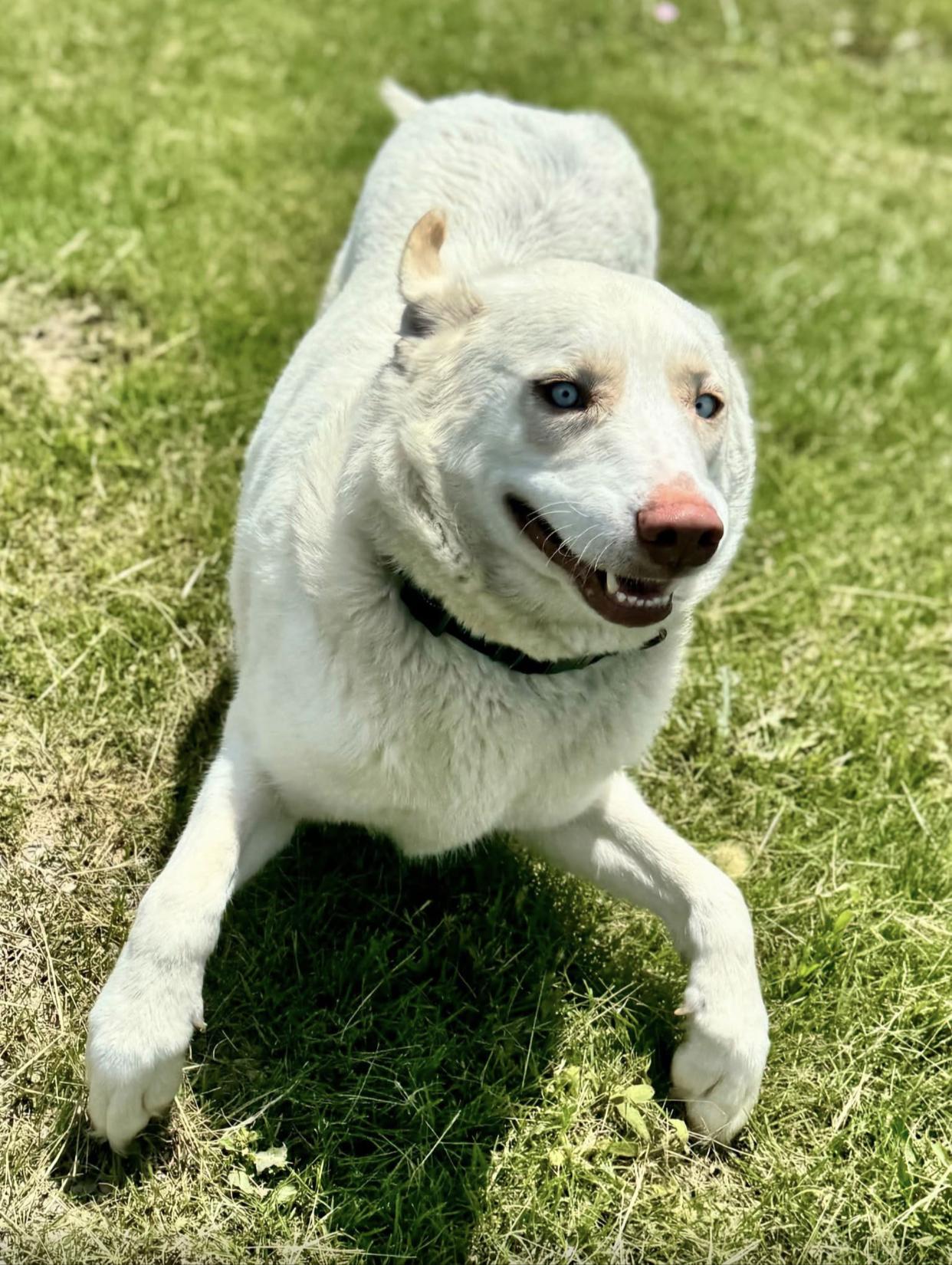 Ruthie, a ADOPTABLE mixed breed in Bethel, VT image 6/6