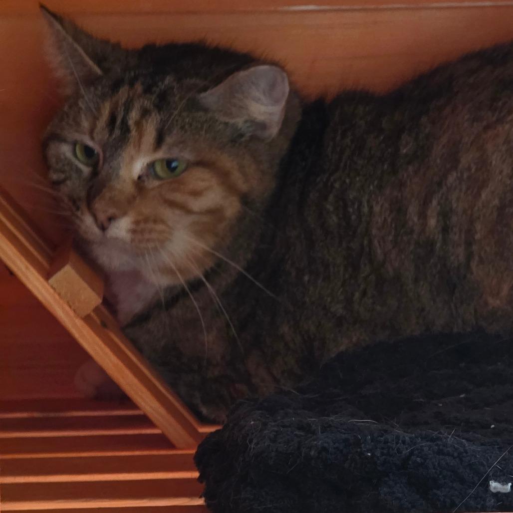 Cassie, Adoptable, Adult Female Domestic Short Hair.