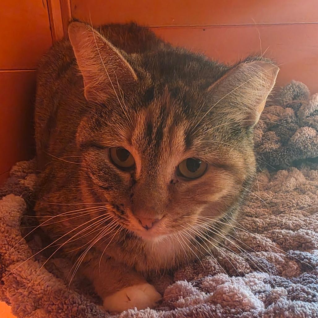 Enlarge Cassie, a Adoptable Domestic Short Hair in Natchitoches, LA image 2/4