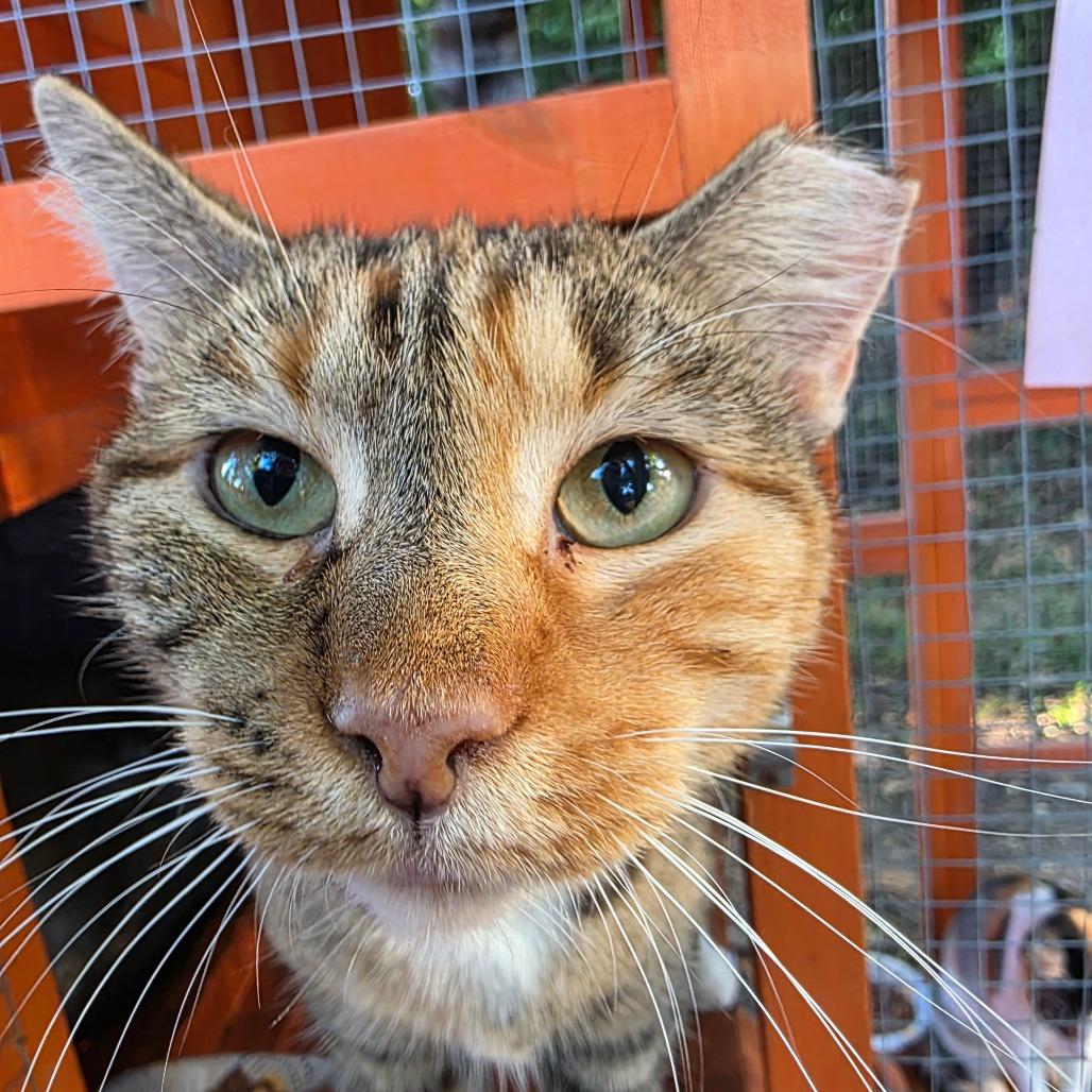 Enlarge Cassie, a Adoptable Domestic Short Hair in Natchitoches, LA image 1/1